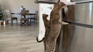 Big Savannah Cat And Little Savannah Cat Get Some Turkey! #cute #cat #video by Sweet Heavenly Savannahs 799 views 2 years ago 2 minutes, 34 seconds