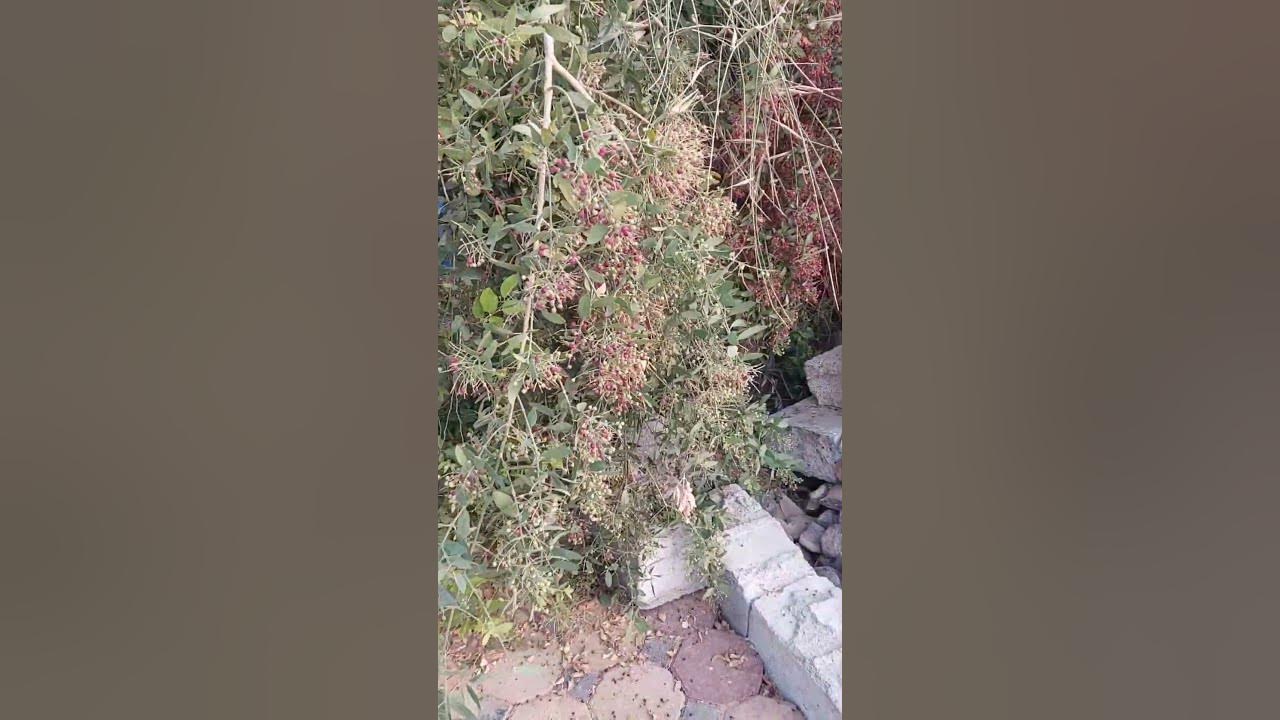 شاهدواعناقيد الخمط متدليةكعناقيدالعنب و ممتزجةبالعسلWatch the bunches