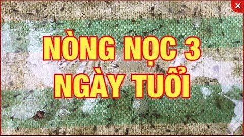 Cách nuôi ếch | Cách nuôi nòng nọc 3 ngày tuổi, thức ăn cho nòng nọc