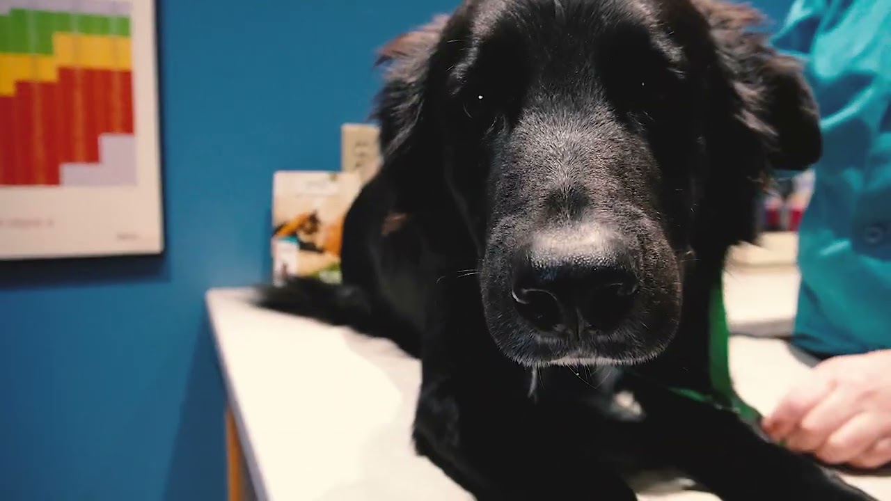 Homestead Veterinary Commercial 2022