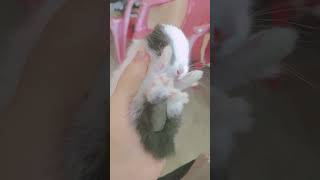 #camera man#cute #rabbit