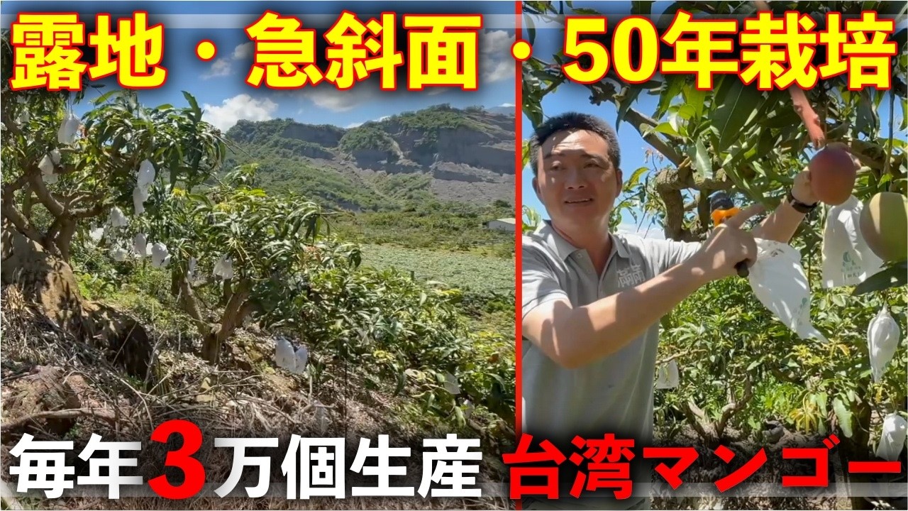 目から鱗】露地で育てる台湾のマンゴー栽培がとにかく凄すぎた【台湾#2