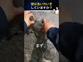 そして今日、彼は自由時間に海の生き物を救う活動をしています。