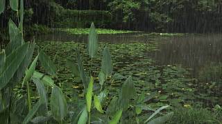 1 Hour FHD Rain Loop ASMR: Gentle Rain on Forest Pond and Lily Pads for Sleeping