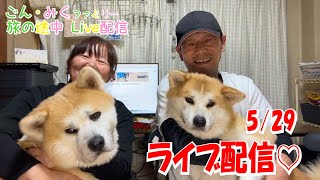 【ごん・みく】ファミリー秋田紀行　旅の途中　秋田犬【ごん・みく チャンネル】