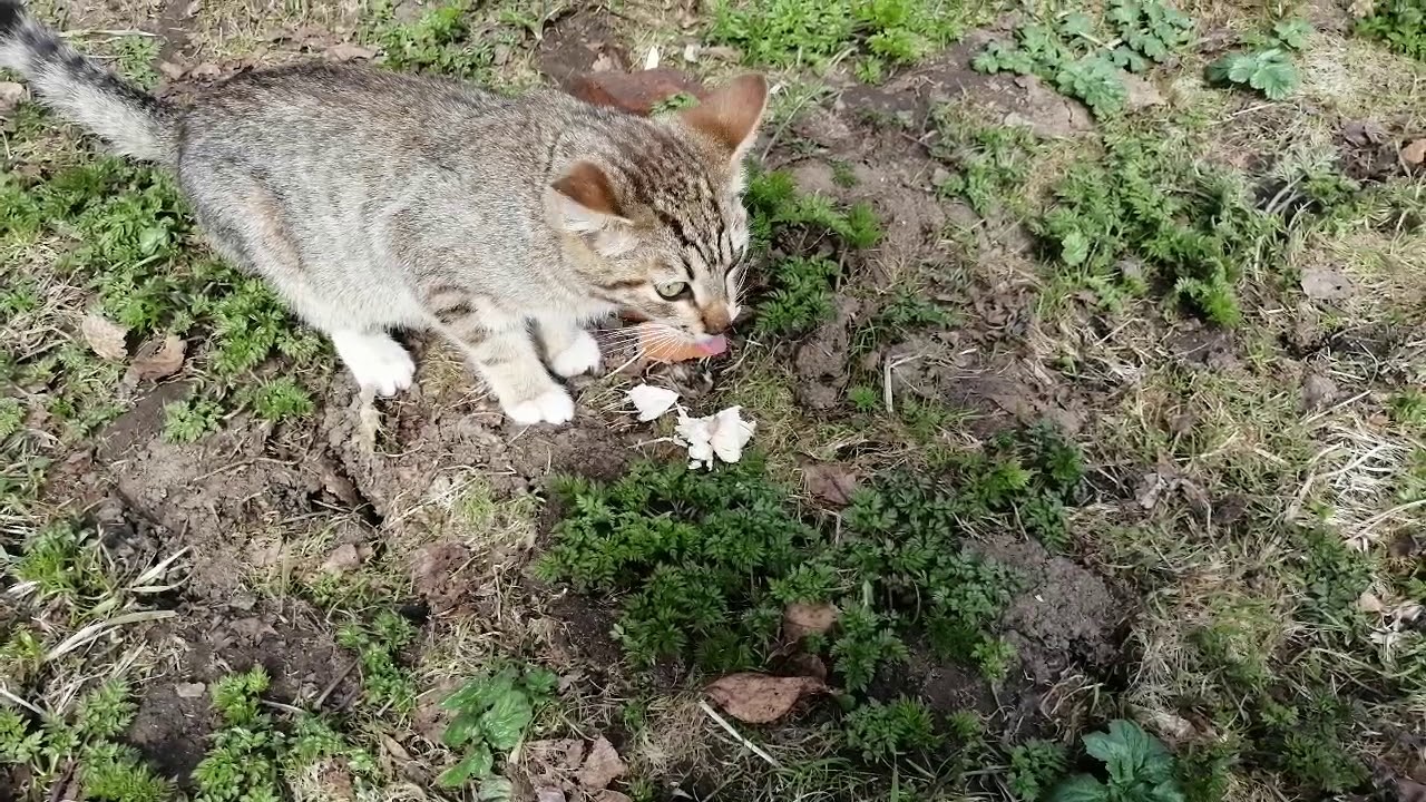 Кошка съела лилию. Кошка съела тюльпан