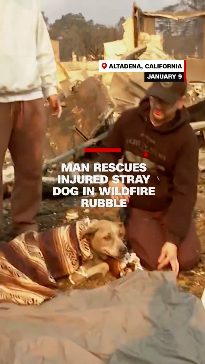 Man rescues injured stray dog in wildfire rubble