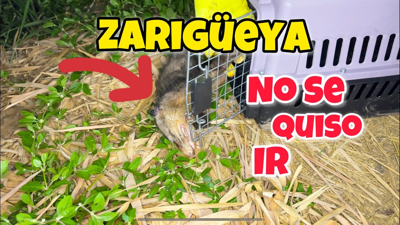 La Historia De La Zarigüeya Que No Se Quizo Ir