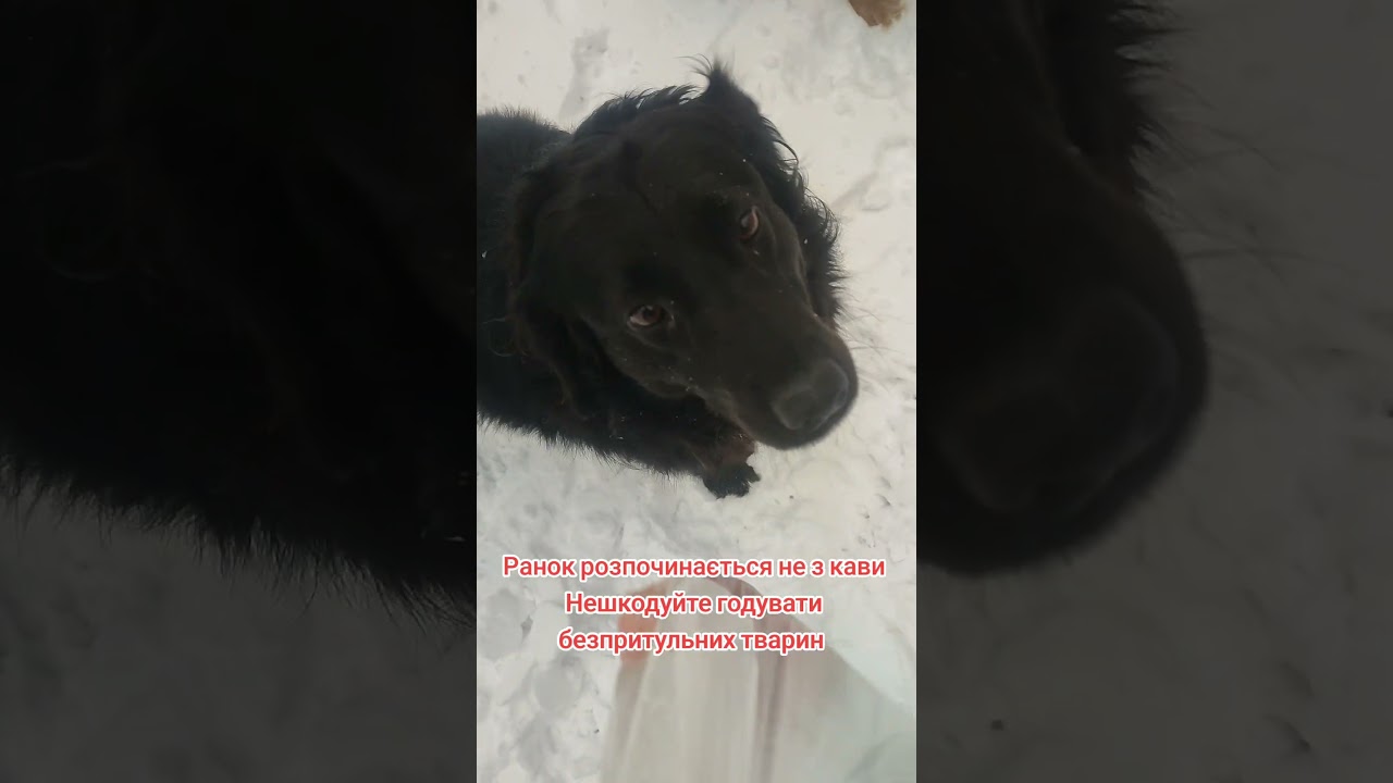 4441111055193803 на корм для безпритульних