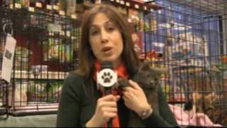 All For Animals #9: Forever Home for the Holidays