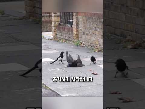 참새매 한 마리, 전부를 상대했습니다