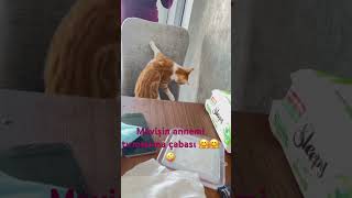 Mavişin Annemi Isırıp Cırmılama Planları