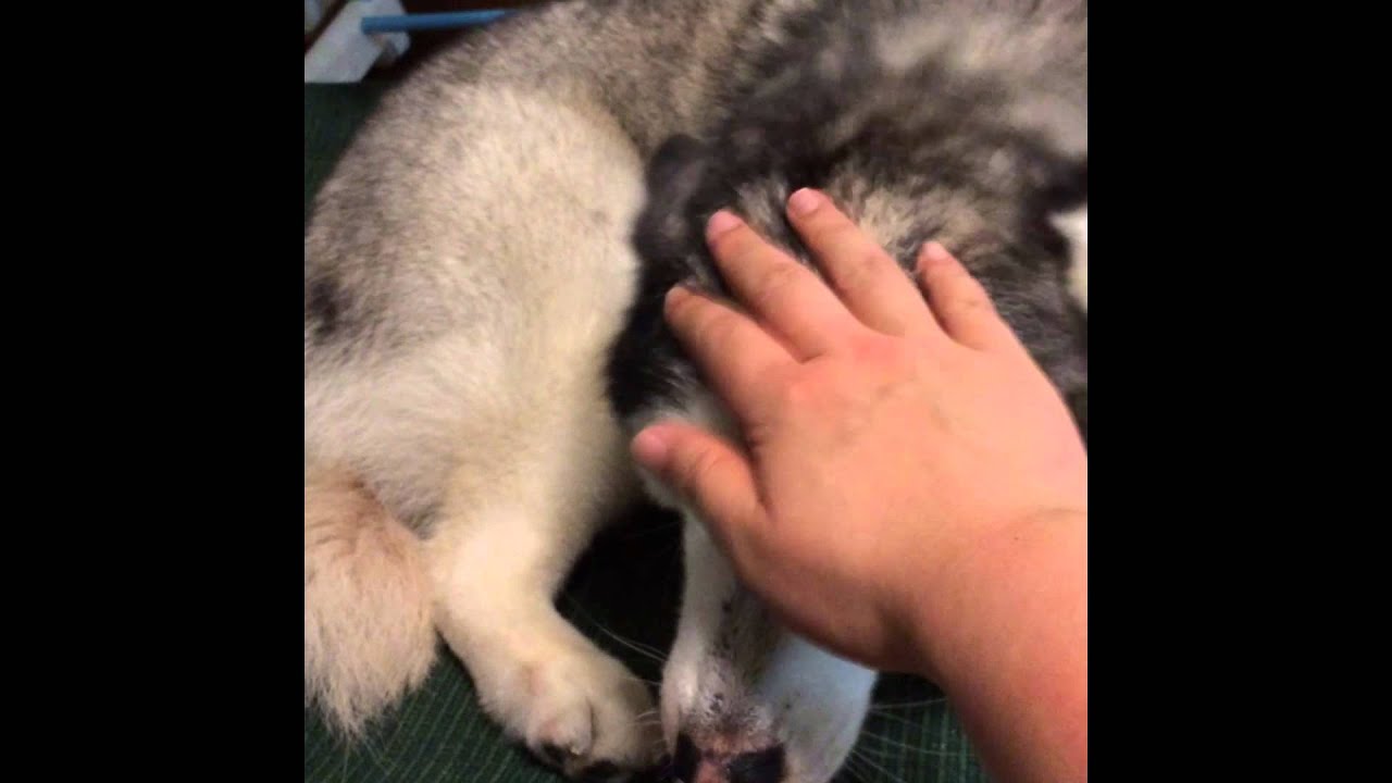 20140430貓掌必須在上 cat's paw vs dog's paw YouTube