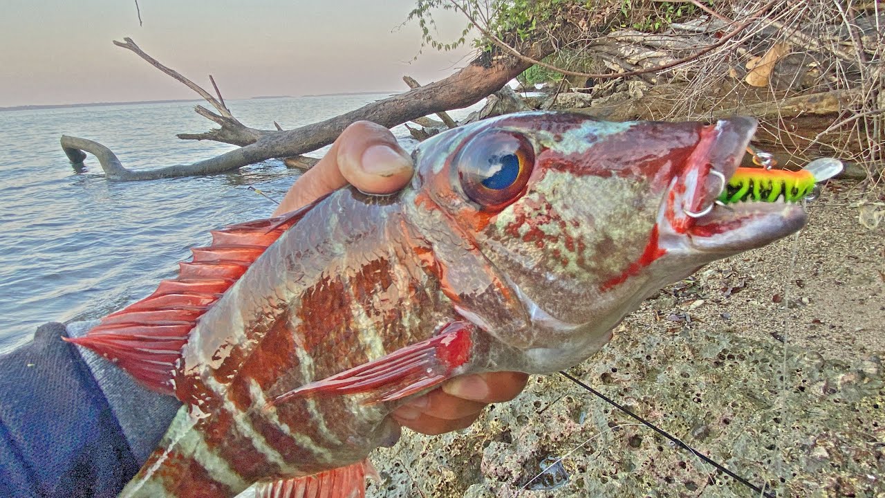 Mancing di pinggiran karang dapat ikan lezat..!! | Mancing ngoyor | Para Angler adu mekanik