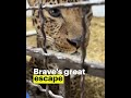 I wanna see you be BRAVE!