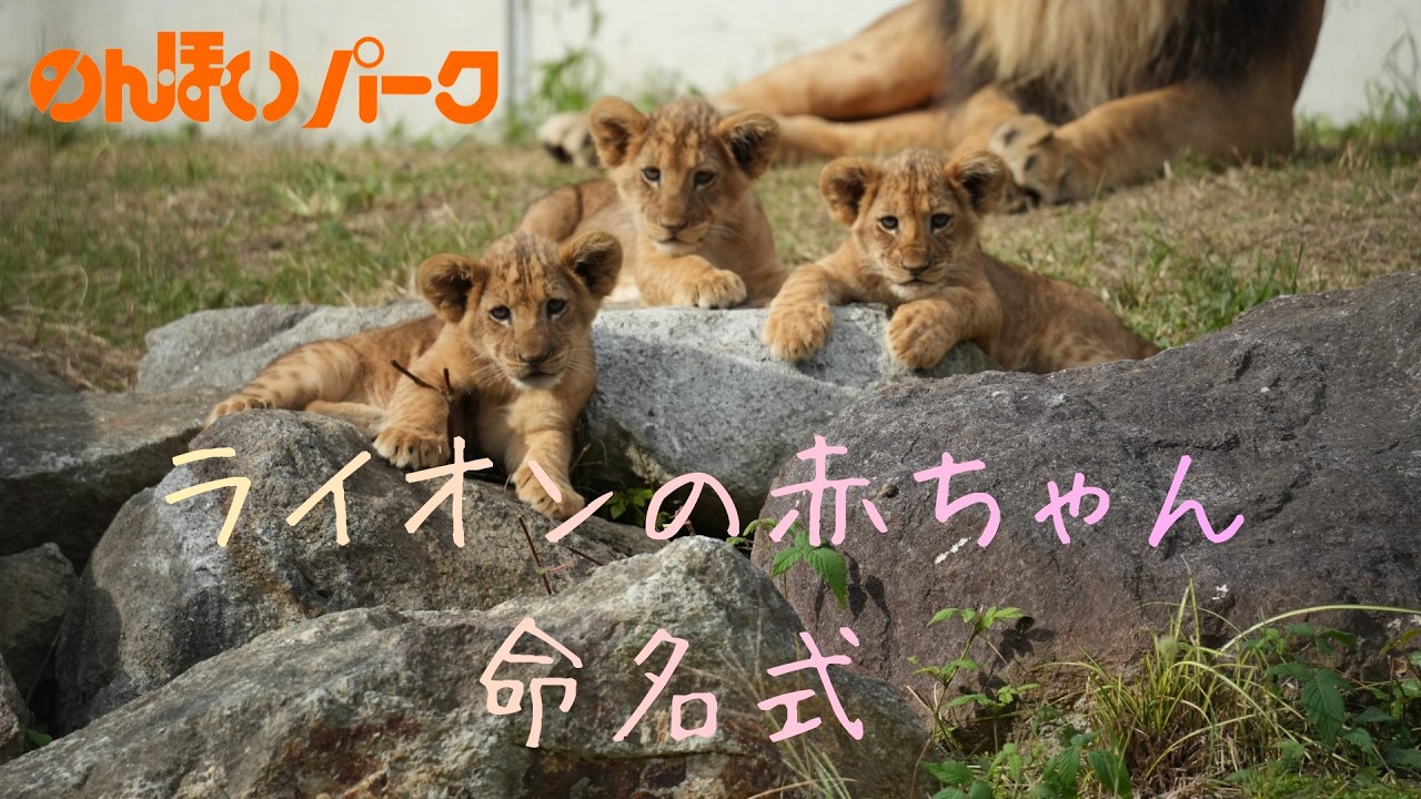 ライオンの赤ちゃん命名式🦁