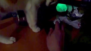 Fetching cat / Aportujacy kot