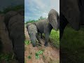 Safari without trending audio 🐘 #safari #wildlife