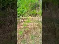 Save Bengaluru University Bio -Geo-Hydro Park | Nature Walk