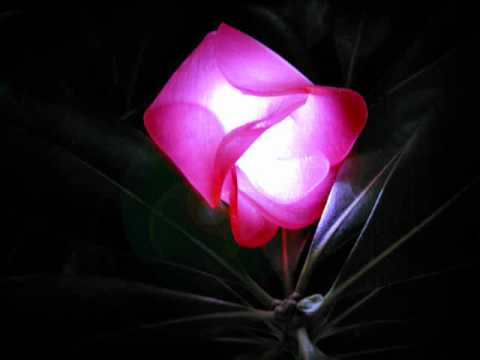 【L'Arc〜en〜Ciel】flower　歌ってみた。【紫悠】 。【ただ、歌うのが好きなだけ。】