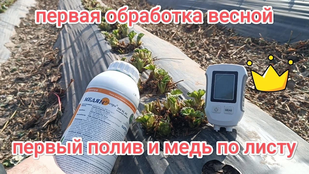 Первая обработка клубники весной, первый полив