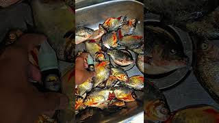 essen anti boncos #mancing #mancingceria #cirata #ikan #mancingdiwaduk #wadukcirata #fishing