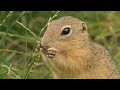 الطبيعة الخلابة.النحل.العسلالطبيعي.nature4k