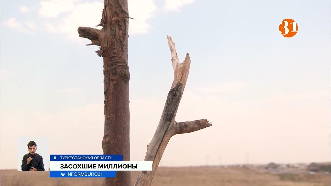 Гибнущий сад и несостоявшаяся даже. Гибнущий сад и несостоявшаяся даже