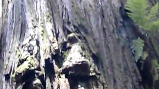 CIMG1541.AVI