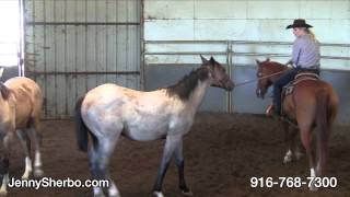 Halter Breaking Part 1-A