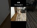 そのうち歩く？結構ちゃんと立つ柴犬