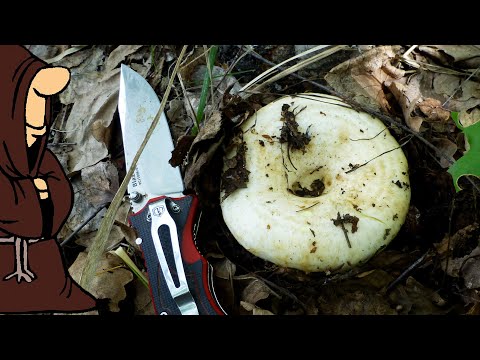 Собираем грибы Грузди в Кустах Тихая Охота 2023