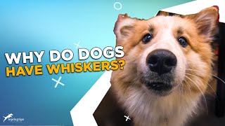 Why Do Dogs Have Whiskers?