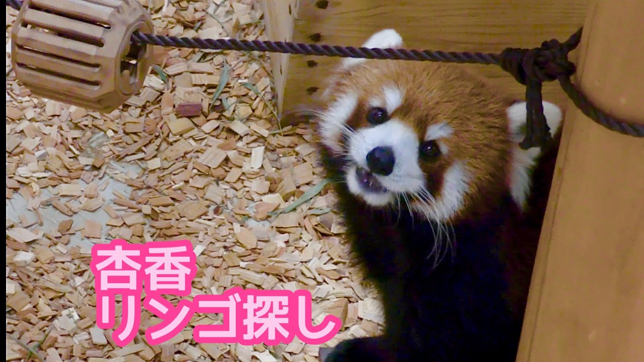 レッサーパンダ 杏香ちゃん リンゴを探して食べ歩きです【のんほい