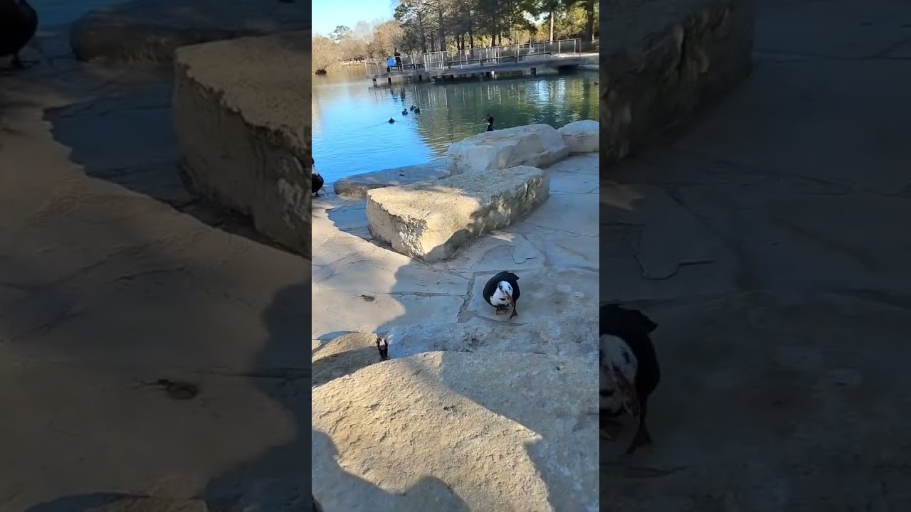 funday on a Sunday #peace #outdoors #nature #zoo