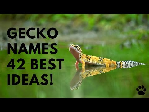 Video: Care nume bun pentru un gecko?