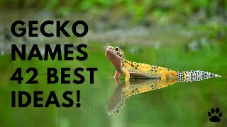 Gecko Names - 42 BEST Ideas [Great List] | Names