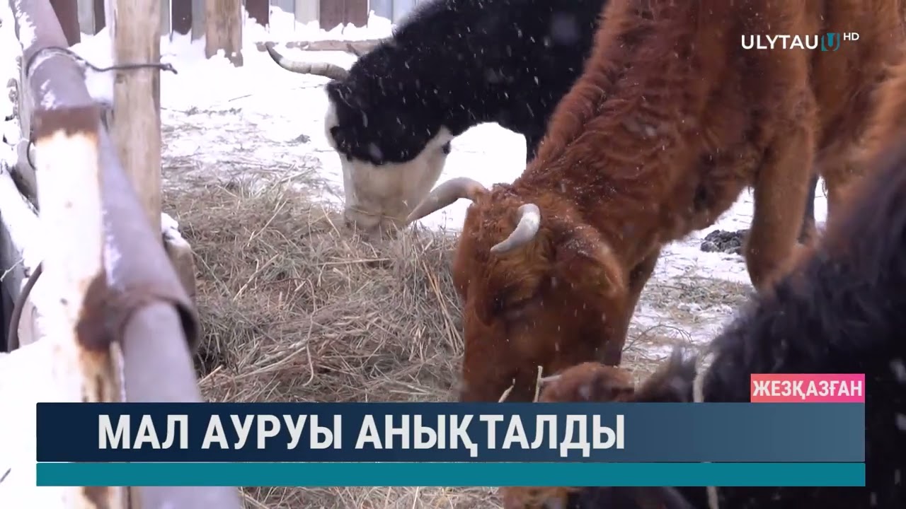 Мал ауруы анықталды