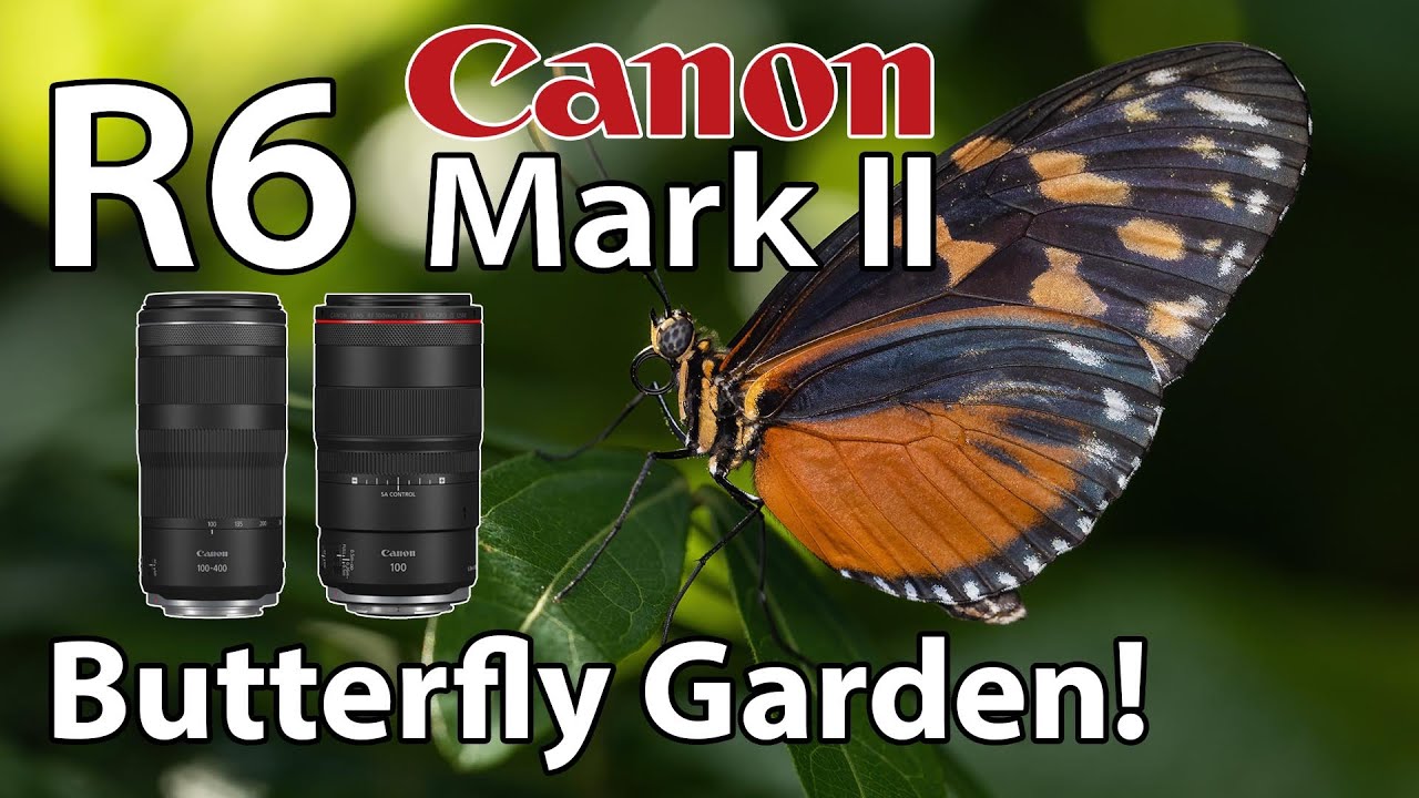Canon R6 Mark II • Butterfly Garden with 100-400 & 100 Macro Lenses!
