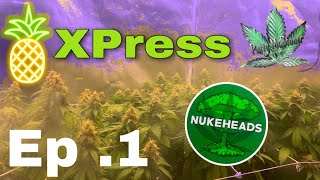 Nuke Heads Genetics PineApple Express Ep 1