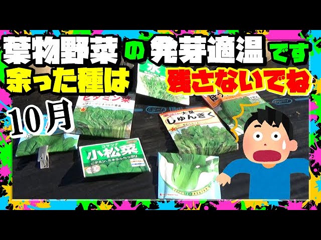 Leftover seeds of leafy vegetables Leftover seeds Common sense has