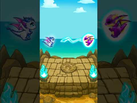 هامور شابك حلبة تنين