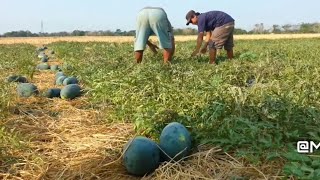Panen Buah Semangka Inul Langsung Dari Kebon