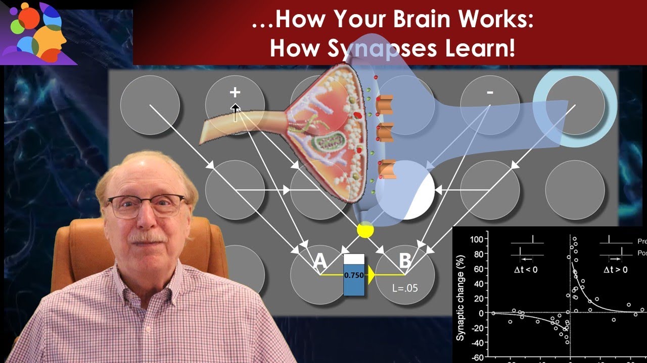 How Synapses Learn! It’s More Interesting Than You Think