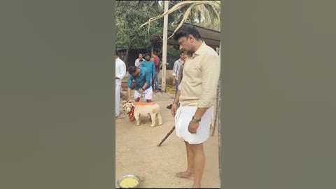 DBoss Sankranti Celebration 🎉❤️