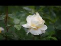 Beautiful White Rose Flower 4k | By Creator Stockify