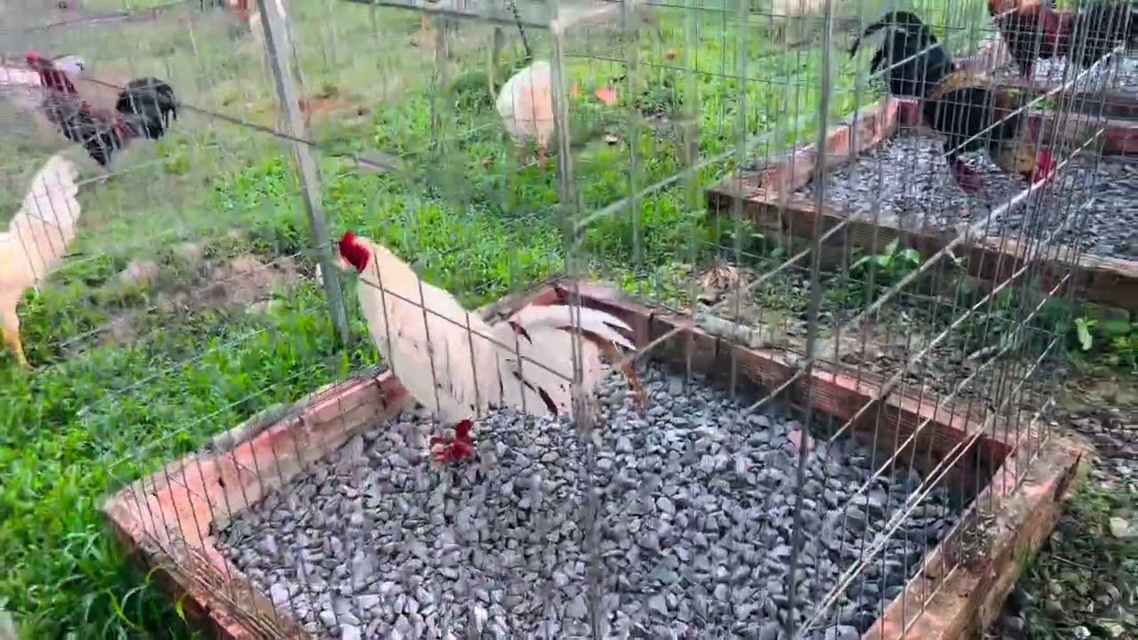 Ngày 24-2-226 // lên tóp năm em khá giỏi// @908..755..03sáu…