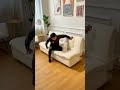 韓国風ホワイト🤍コンパクトなのに優秀なソファベッド#home #sofa #sofabed #shorts #おうち時間