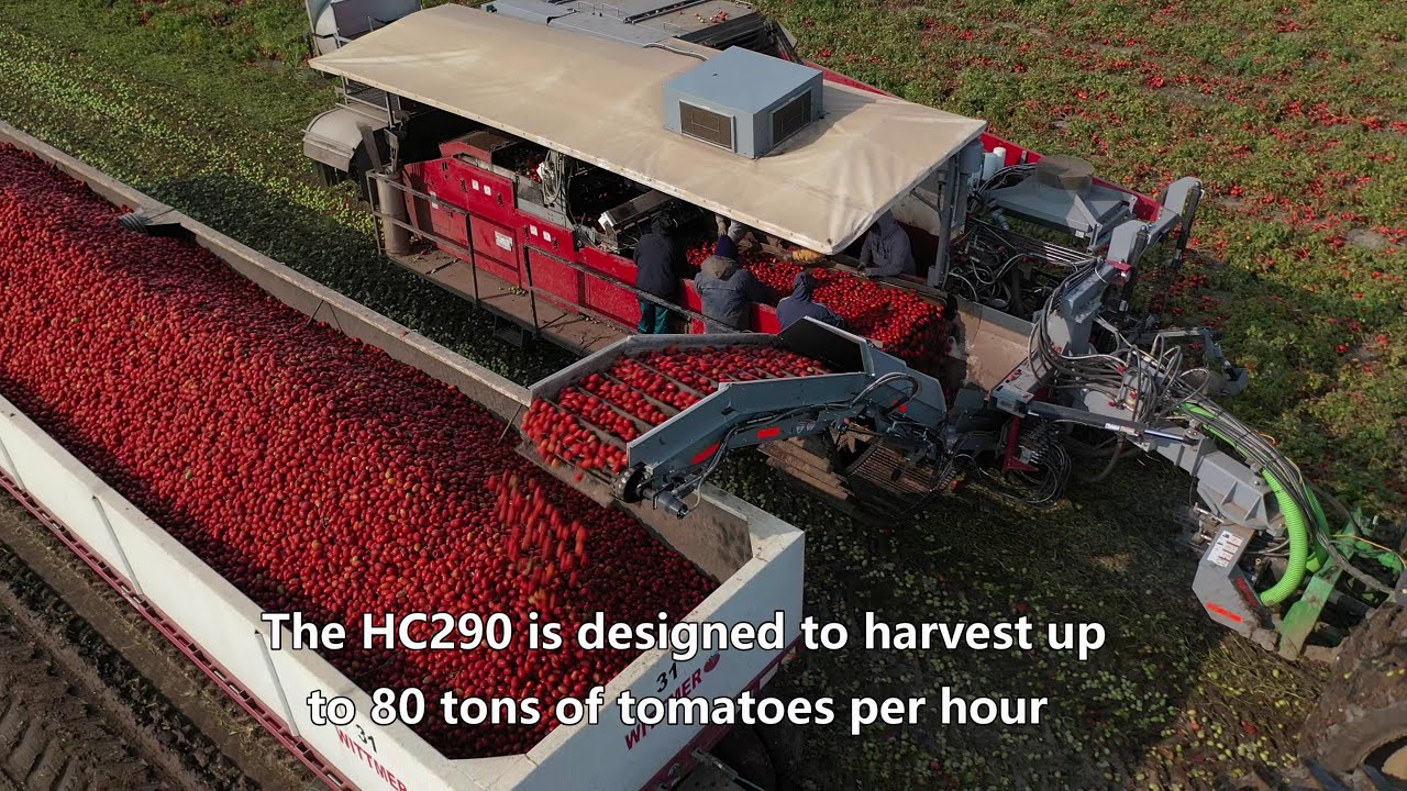 Pik Rite HC290 Tomato Harvester