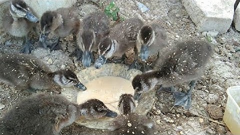 cocok untuk bibit budidaya ternak Burung Belibis (belibis kembang)
